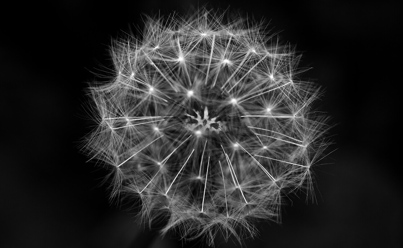 How To Grow Your Social Media Audience